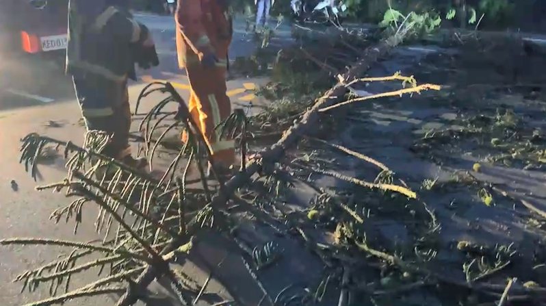 小犬颱風今天清晨「輕咬」澎湖，一棵路樹倒塌，擊落路過的機車騎士，致其肢體受傷，警消在現場排除倒塌路樹。記者石秀華／翻攝