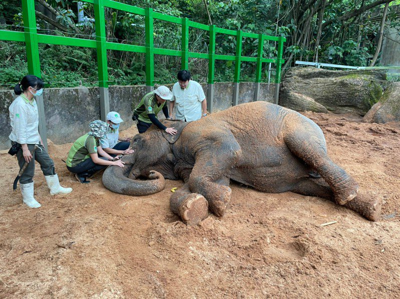 2021年亞洲象「友愷」身體不適，獸醫師先為牠打微量鎮定劑，再由保育員一邊安撫其情緒。圖／台北市立動物園提供