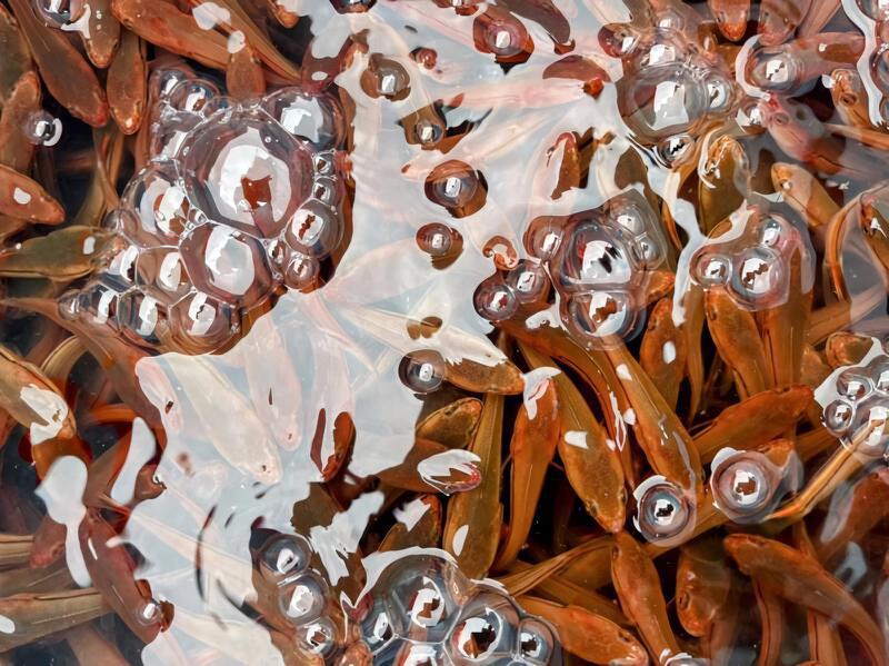 日月潭魚虎球今年反常在入秋後大爆發，至今撈捕量已突破3萬尾。圖／民眾提供