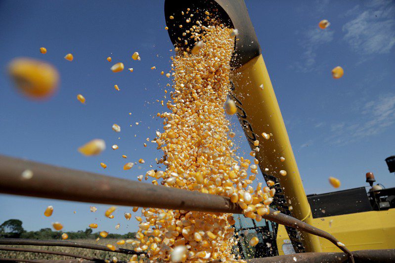巴西玉米向中國大陸的出口激增，已取代美國。圖/環球時報