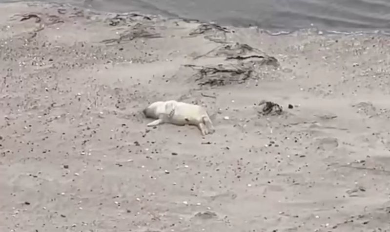 這是什麼生物？一名正在遛狗的人看到沙灘上有一塊不尋常的白點，靠近看竟是一隻白色的小狗躺在沙灘上，連忙通報動物救援組織過來救援，結果沒想到真實身分竟不是狗狗。 (圖/取自The Dodo)