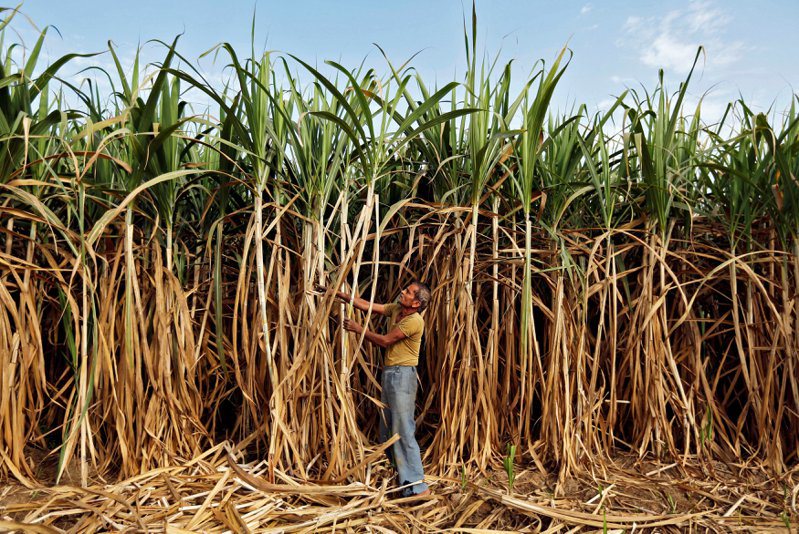 全球第二大糖出口國印度18日宣布，將把糖出口限制延長至10月31日後，以確保本國糖供應無虞。路透