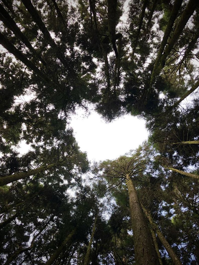 網友分享，他在阿里山森林意外發現的「天空之心」。圖／擷自「路上觀察學院」