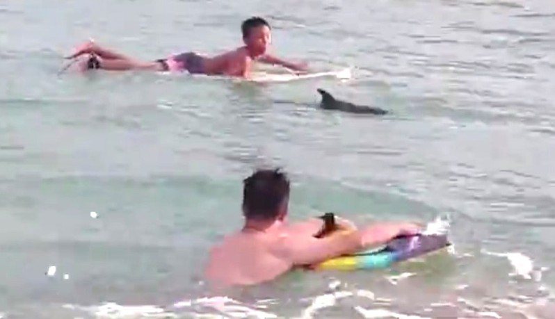 墾丁南灣遊憩區岸際海域昨天下午罕見出現1隻小海豚，在岸邊與衝浪客和泳客共游，遊客驚呼「太幸運了！」圖／民眾提供