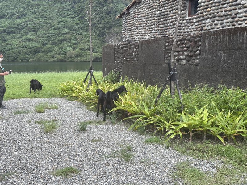 龜山島上有4頭黑山羊，不知從何而來，地方擔心會破壞島上原生植被。圖／台灣基進宜蘭黨部提供