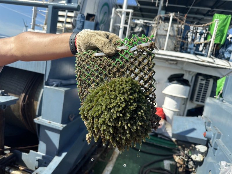 海洋人工表層藻場設施養殖成功之長莖葡萄蕨藻（Caulerpa_lentillifera，俗稱海葡萄）。圖／水試所提供