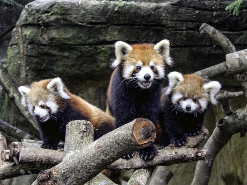 台北市立動物園小貓熊家族現在亟需規畫引進新血緣，除了與上海動物園密切交流，跟美國、日本動物園也有接洽。圖／台北市立動物園提供