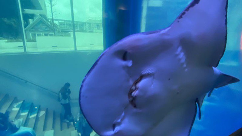 這些海洋生物天生帶著一張「鬼臉」，海科館有超萌明星。圖／海科館提供