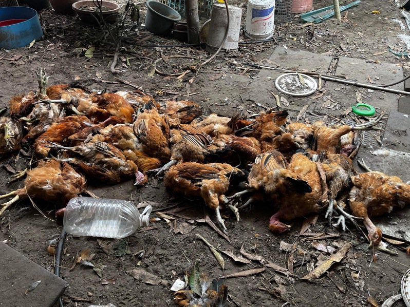 漁光島養雞場被流浪犬咬死約40隻。圖／陳怡珍提供