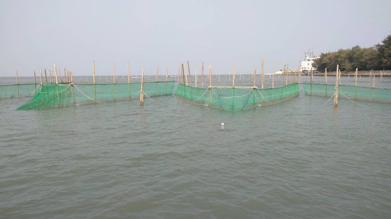嘉義縣東石沿海一帶多以定置網補撈鰻苗。圖／讀者提供