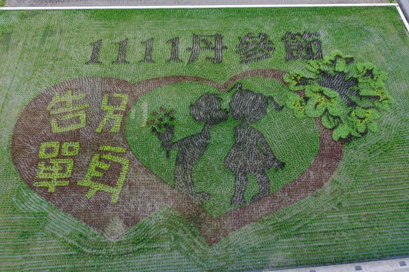 苑裡鎮農會為推廣丹參，在舊社里愛情果園旁的稻田彩繪，今年二期稻作也以丹參節活動為圖樣主軸。圖／本報資料照片