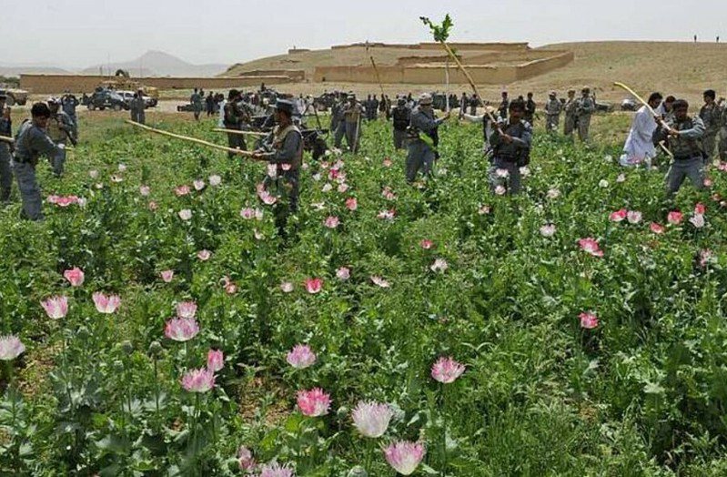 阿富汗的鴉片雖然在塔利班大力掃蕩下減少95%，但相關政策未配套下，苦的仍是阿富汗民眾。（NARA & DVIDS Public Domain Archive）