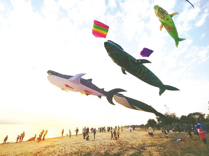 金門縣露營觀光發展協會在今年2月初邀請台中風箏玩家到金門施放大型風箏，進行快閃表演，吸引超多民眾前往拍照打卡。圖／金門縣露營觀光發展協會提供
