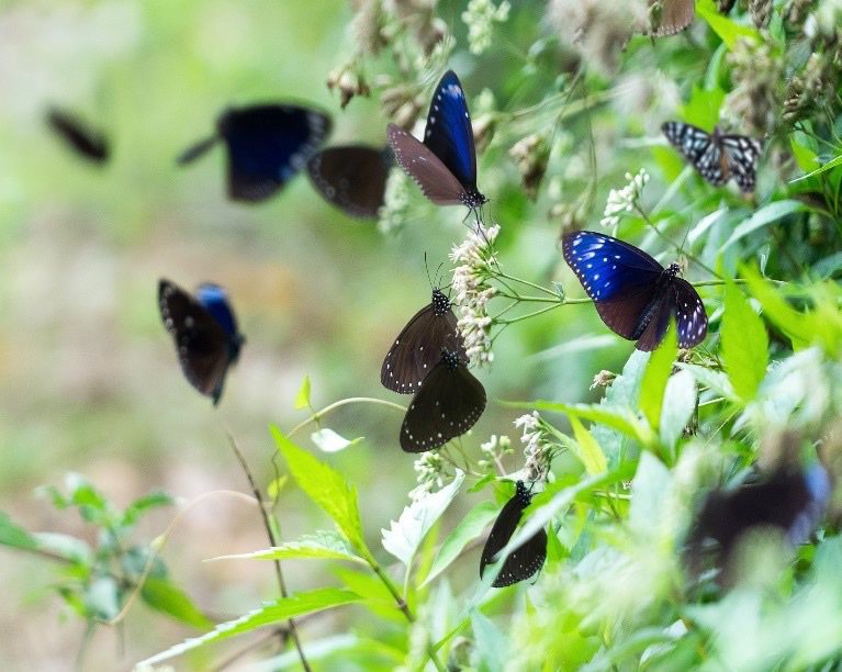 每年冬天高雄茂林山谷總會飛來一群紫斑蝶避冬。記者蔡世偉／翻攝