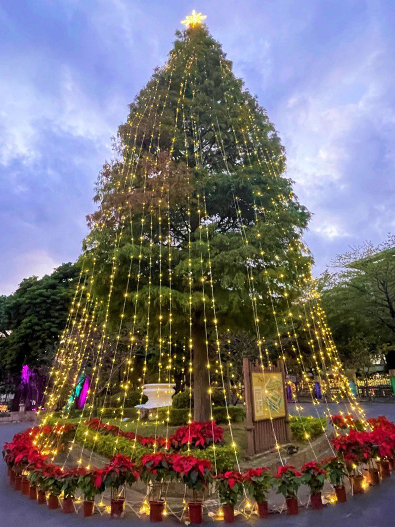 台北市公館2023公館聖誕季今年提前開跑，15米高落羽松聖誕樹點亮。圖／北水處提供