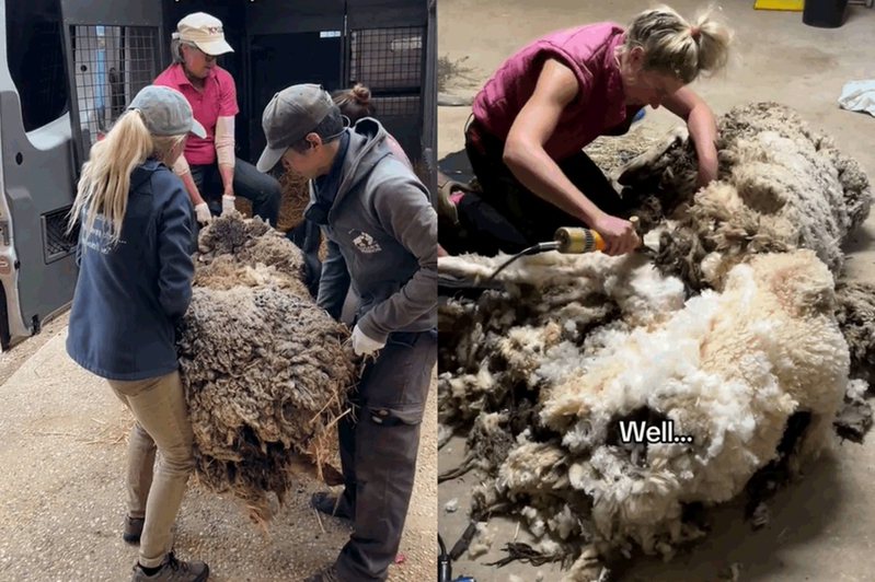 澳洲一隻綿羊被身上的羊毛壓得喘不過氣，倒在草叢差點沒了命。圖擷自tiktok@edgarsmission