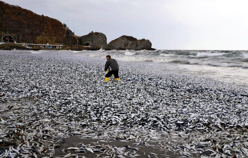 北海道函館市濱町的海灘7日出現數以萬計的沙丁魚與鯖魚被海浪沖上岸，北海道與函館市政府正在調查原因，並且商量如何清理魚群。路透 / 讀賣新聞