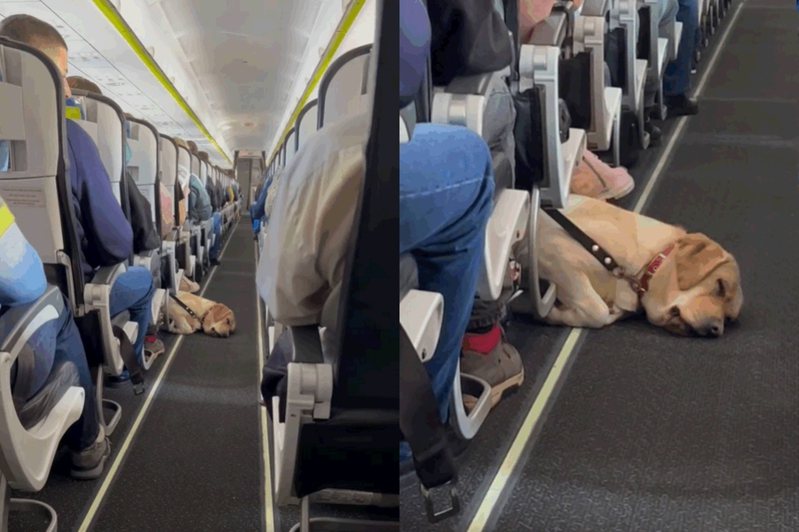 導盲犬在飛機走道上睡著，模樣融化空服員。圖擷自IG@nastyaolex
