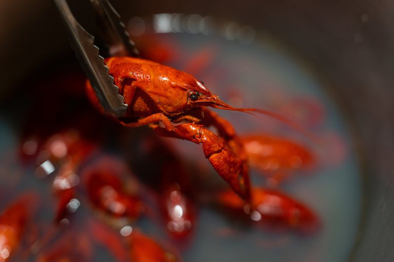 日前有日本大學就進行研究，提議把小龍蝦作為新食材，解決食糧不足的問題。（示意圖／Ingimage）