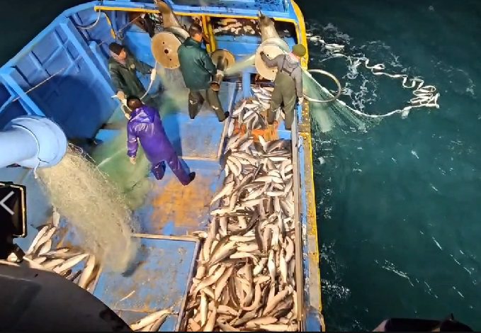 彰化縣西漁民今天在東引海域捕撈到千餘尾烏魚，相當肥美。圖／漁民提供