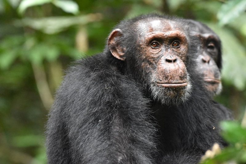 加州大學柏克萊分校最新研究發現，倭黑猩猩和黑猩猩的記憶力海放其他非人動物，即使分開數十年也會記住曾經相處過的同類，是世上擁有最長長期記憶的非人動物。路透