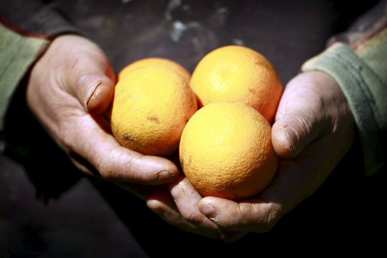 澳洲南部農場面臨嚴重缺工危機，雇主開出月付約16.8萬元新台幣的高薪，每日僅需工作6小時，仍然無人願意採摘柑橘，換取這樣的報酬。圖為澳洲南部柑橘種植者，在農場內捧著採收後的柑橘情景。路透