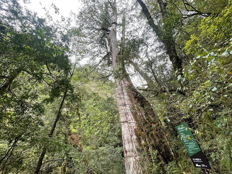 拉拉山國家森林遊樂區開園8個月超過14萬人旅遊，神木群最吸睛。記者曾增勳／攝影