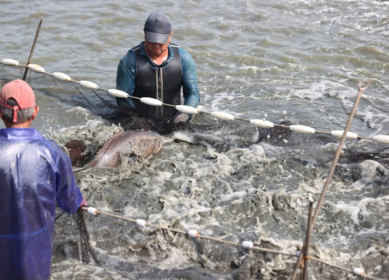 中國大陸昨天中止部分ECFA產品關稅減讓，國台辦今天宣布恢復台灣石斑魚進口。圖為高雄永安龍膽石斑魚收成。本報資料照片