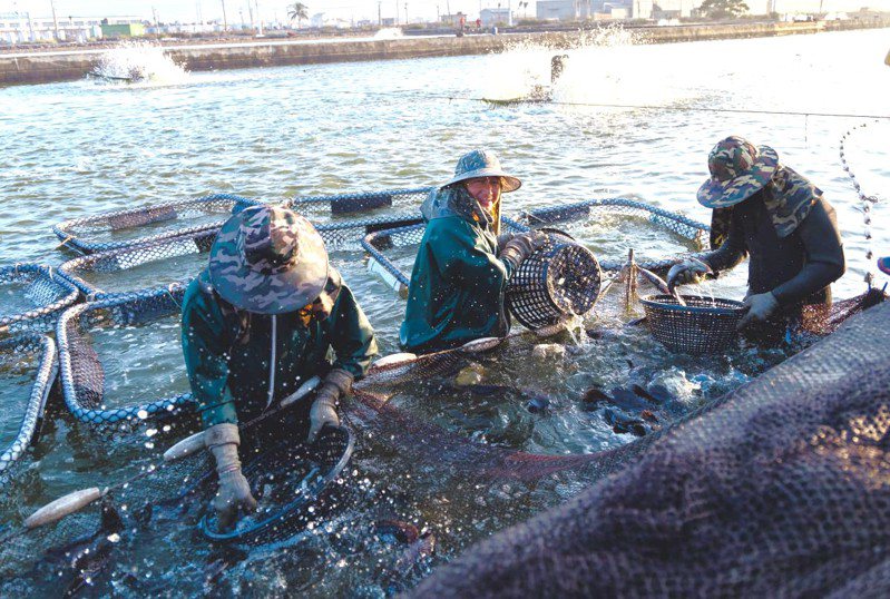 大陸國台辦今天宣布，今天起恢復台灣地區石斑魚輸入，但稱須來自審核合格並予以註冊登記的養殖企業，強調只要堅持「九二共識」、反對「台獨」，兩岸就是一家人，一家人的事情就好商量、好解決。圖／聯合報系資料照片