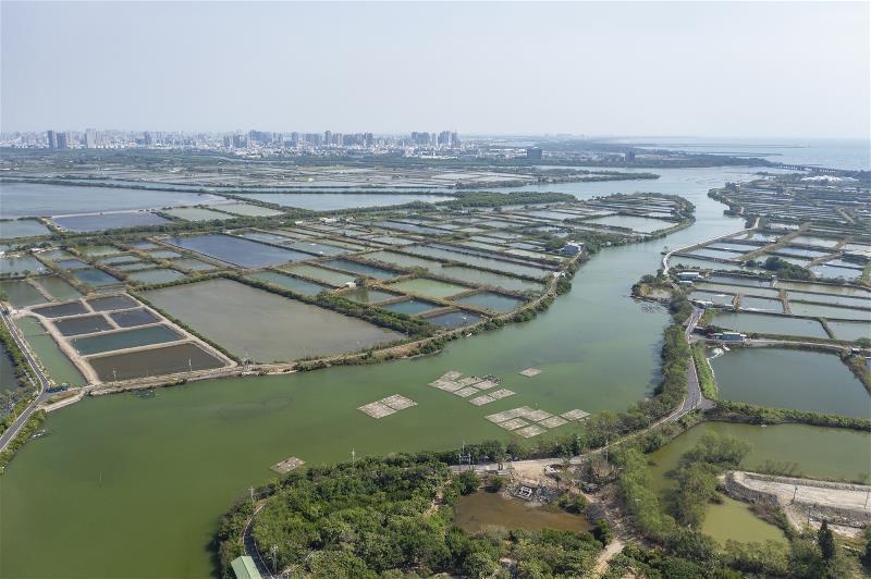 台江內海的環境以潮間帶、潟湖、魚塭、鹽灘地為主，是適合水鳥的棲地。