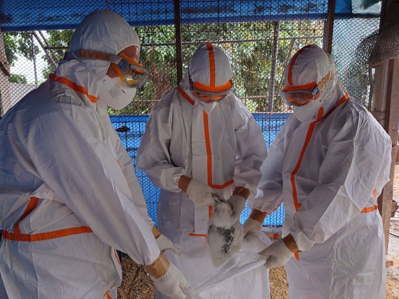 台南麻豆一處土雞場傳出禽流感，南市動保處今天完成雞隻撲殺及消毒工作，並嚴密監控後續狀況。圖／南市農業局提供