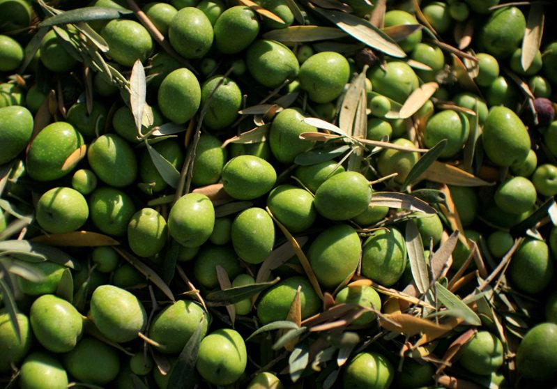 美國財經媒體CNBC報導，有時被稱為「液體黃金」的橄欖油最近短缺，導致價格創下歷史新高，連帶造成相關竊案頻傳，橄欖油業陷入危機。圖／路透