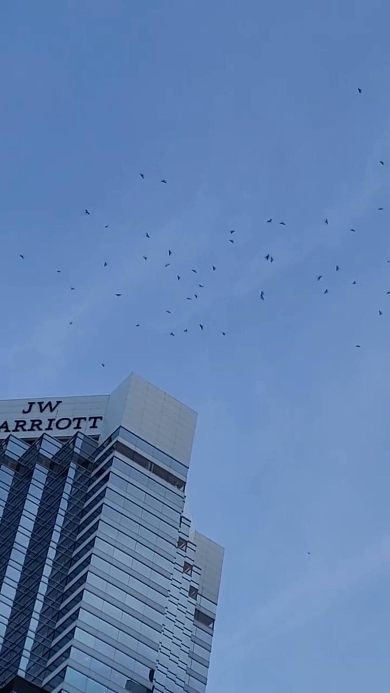 網傳影片拍到金鐘有酒店上空出現數十隻雀鳥在盤旋飛行。（fb群組「筲箕灣西灣河關注組」影片截圖）