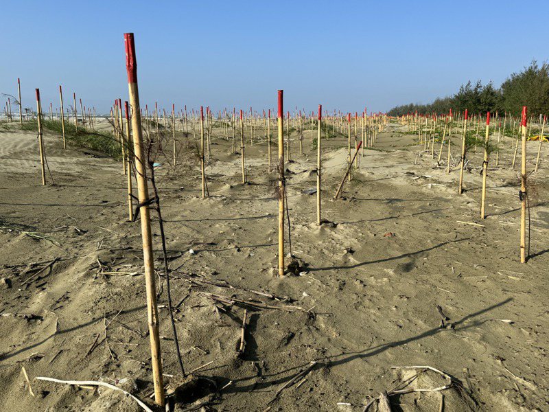 台積電在北門雙春啟用植樹造林計畫，但外側沙地上的苗木生長狀況不佳，大部分都已枯死。記者莊曜聰／攝影