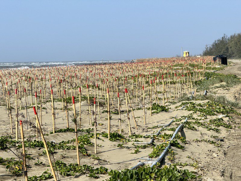 台積電在北門雙春啟用植樹造林計畫，但外側沙地上的苗木生長狀況不佳，大部分都已枯死。記者莊曜聰／攝影