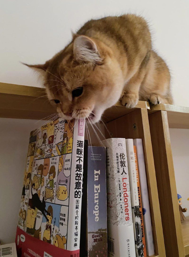 貓咪跑到書架上啃書。圖取自推特