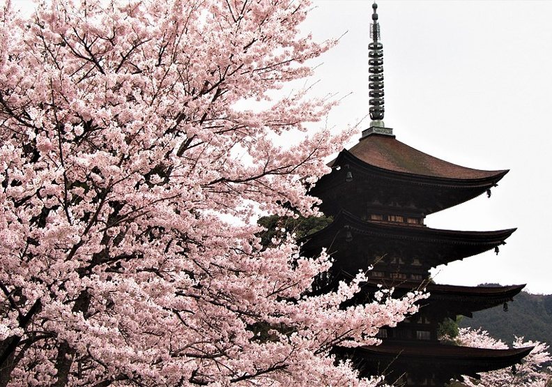 山口縣香山公園內的「瑠璃光寺五重塔」，是日本三大名塔之一。wikimedia commons by Maria-Yamaguchi