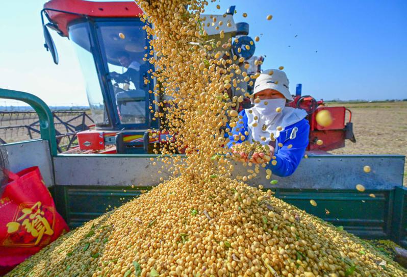 因國內產量不足以滿足龐大的需求，中國一直是全球最大的大豆進口國。圖為2023年10月河南洛陽大豆收成。（新華社）