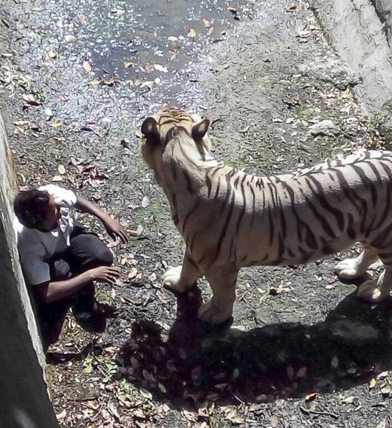 印度一名男子跳進動物園老虎區，最後被老虎活活咬死。圖擷自X@SumitHansd