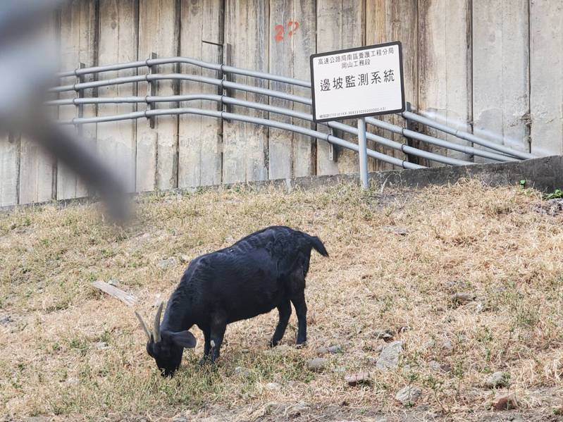 黑羊白天會在高雄速公路邊坡吃草。記者王勇超／攝影
