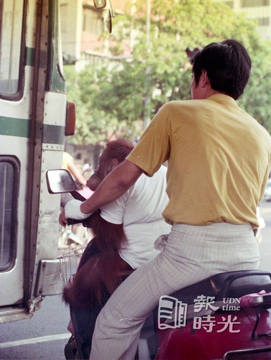 台北市街頭一男子用機車前座載著一隻紅毛猩猩。圖／聯合報系資料照（1991/08/16 林健榮攝影）