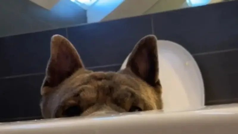 一名女子飼養的鬥牛犬老是喜歡在她洗澡的時候跑到浴缸邊全程緊盯，死亡凝視的眼神就像個猥瑣變態一樣，但在這脫序行為背後卻是狗狗對飼主最暖的關心，甚至還因為這樣曾經救過飼主一命。 (圖/取自影片)