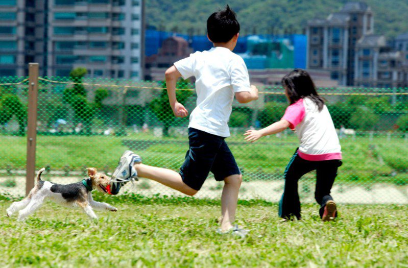 台北市動物保護處指出，即日起開放迎風狗運動公園（圖）、信義廣場狗活動區等16處狗運動公園及活動區，讓民間申請認養。 圖／本報系資料照