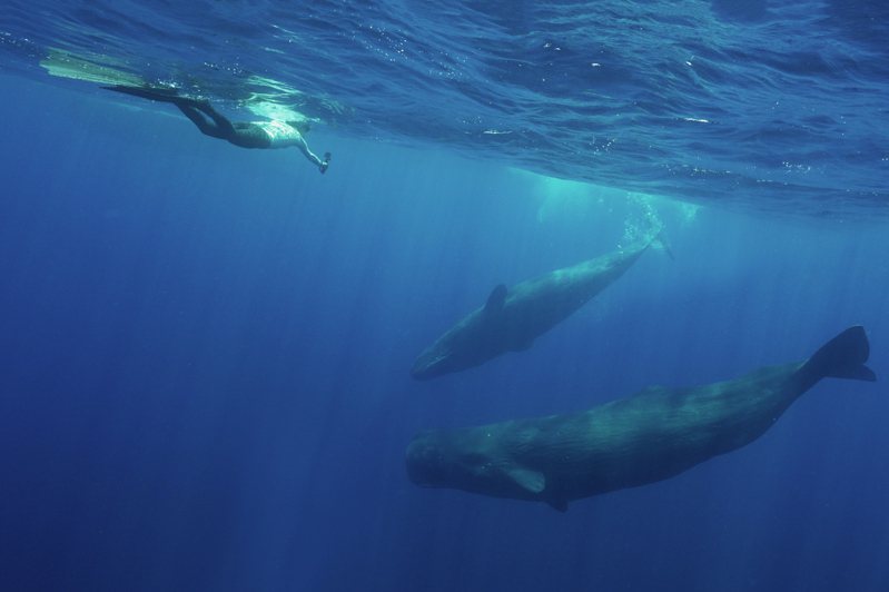 水下拍攝抹香鯨。攝影／簡毓群