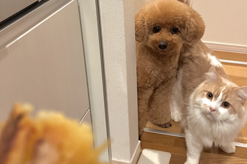 棕色貴賓犬「普丁」（プーチン）與拿破崙貓「琪琪」（Kiki）一左一右從門框邊邊探出頭，緊緊盯著躲在廚房拿著烤地瓜大快朵頤的媽媽。（圖／翻攝自推特 @IW29WOXYx9SJanR）