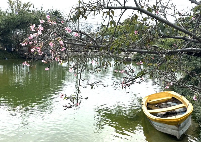 彰化縣芬園鄉花卉生產遊憩園區的河津櫻已經盛開，映照魚池與小船，美不勝收。圖／張洲府提供