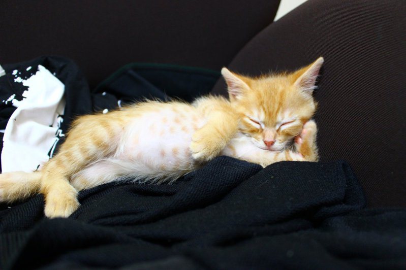 小奶貓露出大大的肚子用手枕著頭睡覺。圖擷自X@supacasupercar