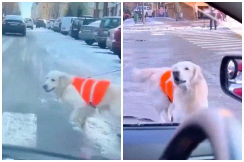 導盲犬遇到司機按喇叭爆氣狂吠。圖取自bilibili