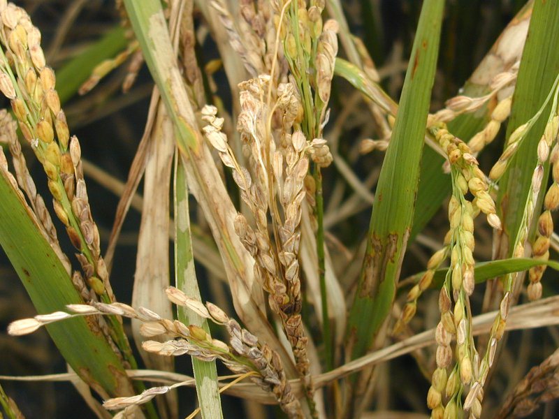 花蓮富里鄉水稻正進入生長期，稻農最怕遇上「穗稻熱病」而減產，鄉公所補助防治用藥。圖／富里鄉公所提供