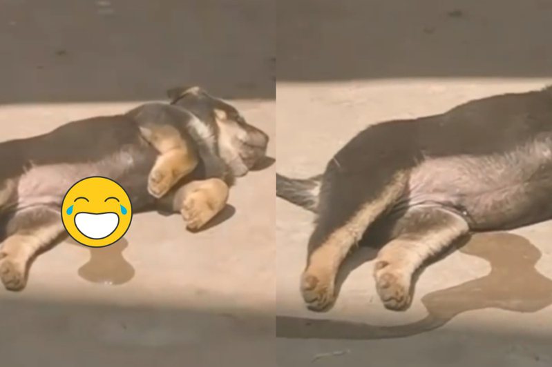 大陸有名網友拍下一隻狗狗正躺在地上睡覺，結果小狗突然以側睡的姿勢排尿將近30秒，讓網友看了不禁驚呼：「原來狗狗也會尿床？」 圖/翻攝自微博